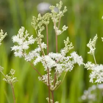 Таволга вязолистная (Filipendula ulmaria)