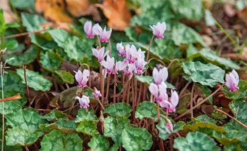 Осенний цикламен (Cyclamen hederifolium)