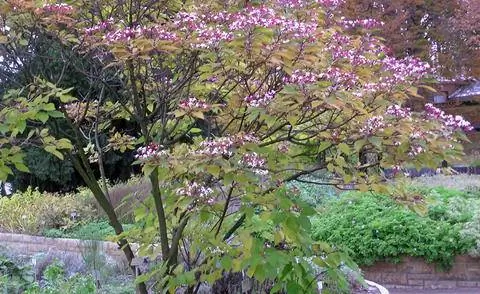 Лос-дерево (Clerodendrum trichotomum)