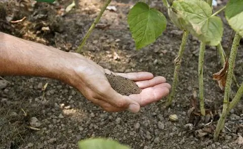 Органическое ягодное удобрение для малины