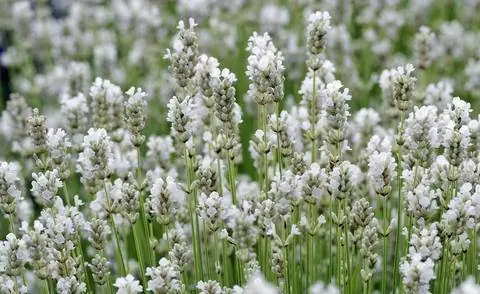 Лаванда сорт 'Blue Mountain White'