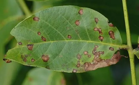 Marssonina coronaria вредит грецкому ореху