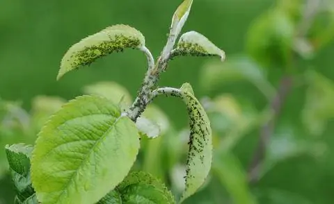 Зеленая яблоневая тля (Aphis pomi) на побеге яблони