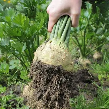 корень сельдерея корень сельдерея
