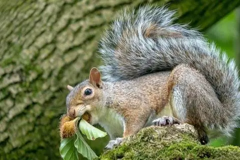 Белка с буковыми орехами