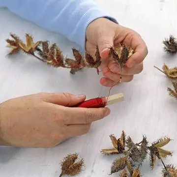 Нарежьте буковые орехи