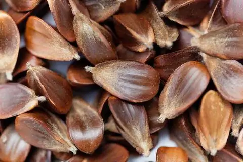 буковые орехи