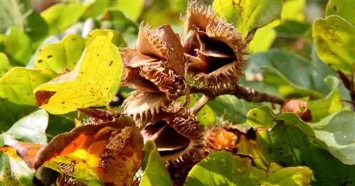 Буковые орехи: токсичные или полезные?