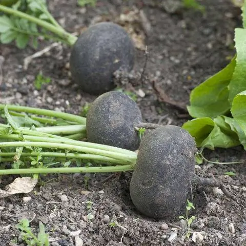 Черная зимняя редька