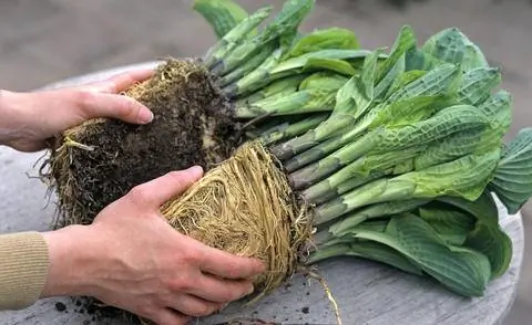 поделиться функциями