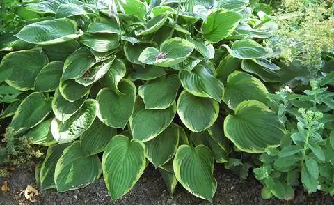 Funkia на открытом воздухе