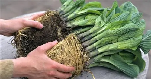 Обмен хостами: как это работает