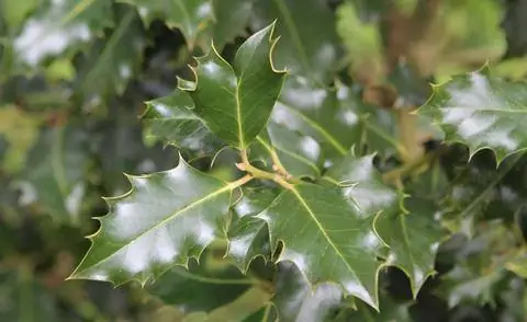 Падуб европейский (Ilex aquifolium)