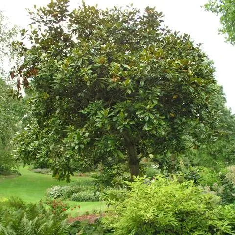 Форма роста Вечнозеленая магнолия