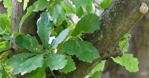 Вечнозеленые деревья: лучшие виды для сада