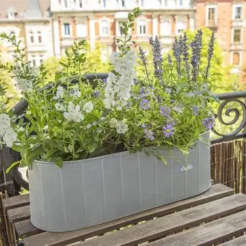 Оконные коробки с Angelonia, Blue Daisy и Мучным шалфеем