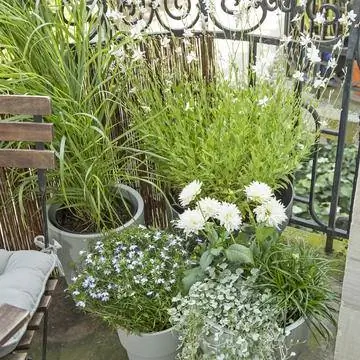 однолетние и многолетние балконные растения