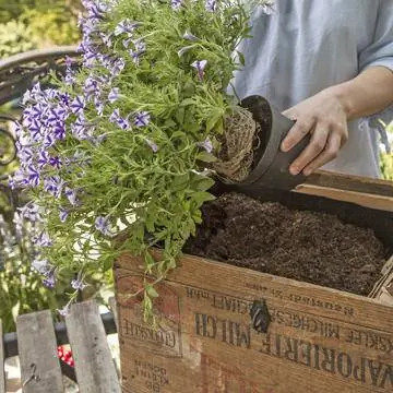 Посадить деревянный ящик с летними цветами