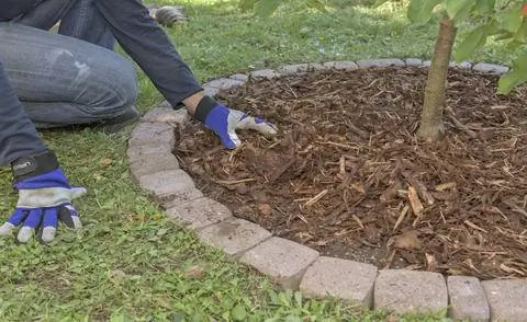 Обновите слой мульчи на диске дерева