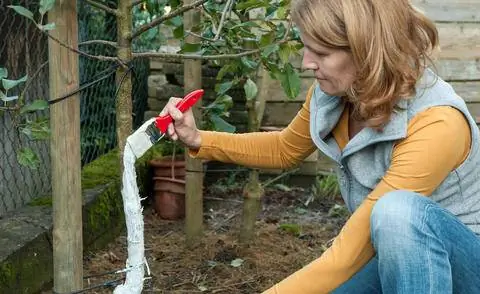 Ствол дерева окрашен в белый цвет