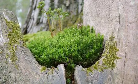 старая вилка на стволе дерева, Цвизель