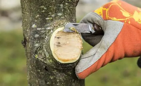 Сгладить край раны при обрезке