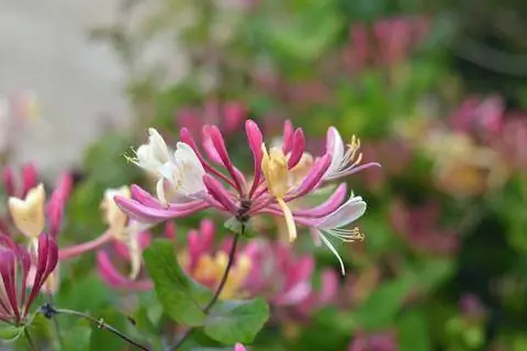 Lonicera heckrottii 'Goldflame'