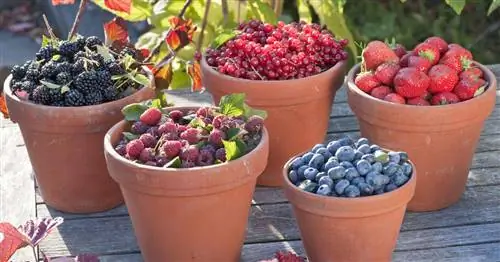 Фрукты с небольшим содержанием сахара: лучшие сорта фруктов при непереносимости фруктозы