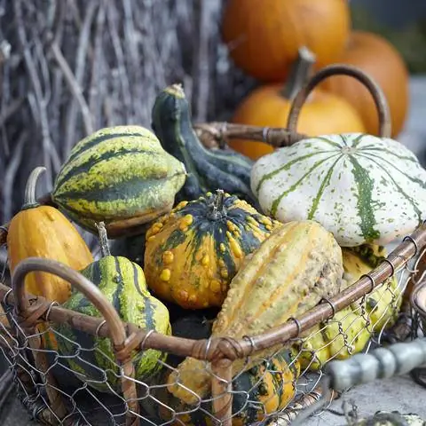 Несъедобные декоративные тыквы