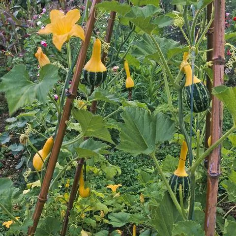 Декоративные тыквы на шпалере