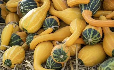 Декоративная тыква Cucurbita pepo 'Bicolor Spoon'