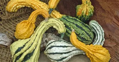 Декоративная тыква: ядовита или съедобна?