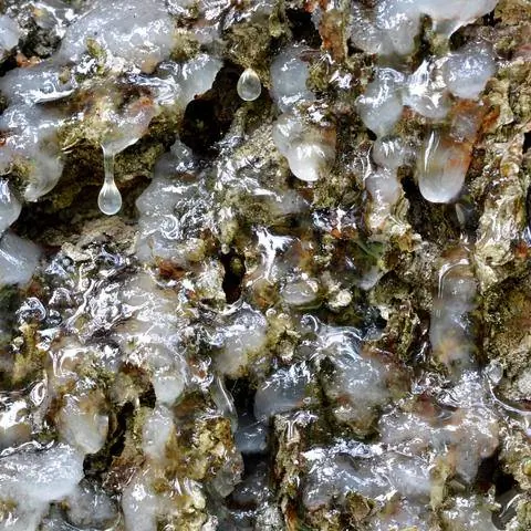 Смола используется для изготовления мазей