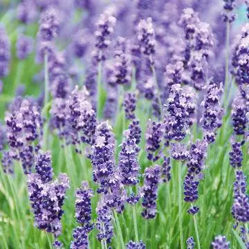 цветы лаванды