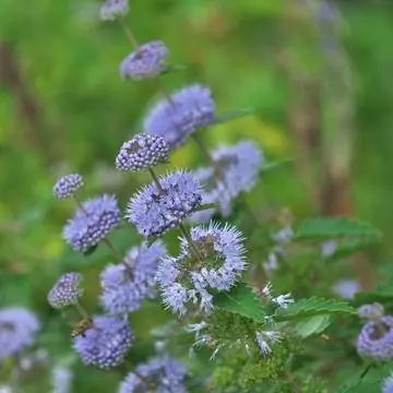 мята болотная