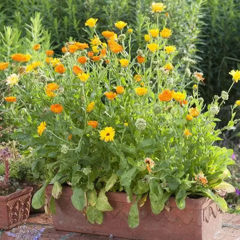 Цветочная коробка с бархатцами