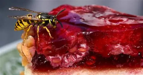 Эти растения отпугивают ос