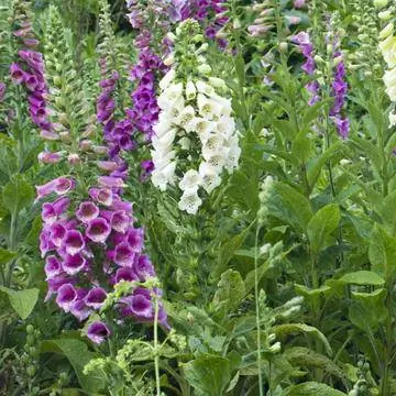 Наперстянка пурпурная (Digitalis purpurea)