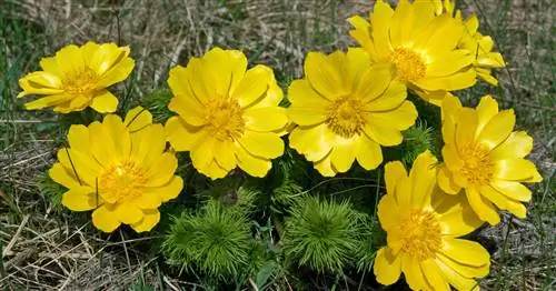 Лекарственные или ядовитые растения? Вопрос дозы