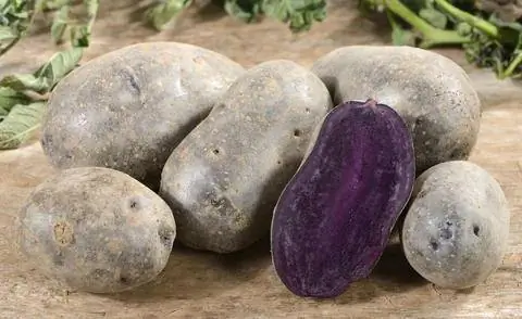 Картофель сорт 'Блауэ Аннелиз'