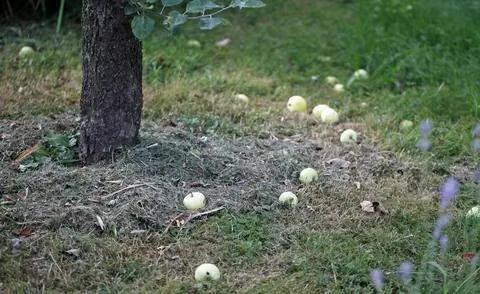 Диск дерева яблони, мульчированный обрезками газона