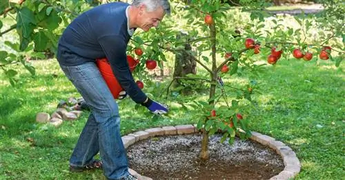 Удобрение яблони: вот как это делается