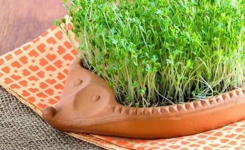 Кресс-салат в лотке для семян