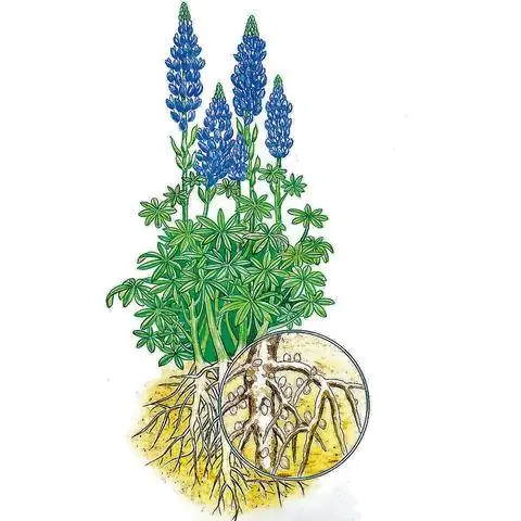 Клубеньковые бактерии на корнях люпина