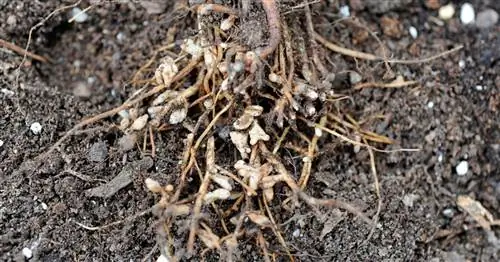 Садовые знания: клубеньковые бактерии