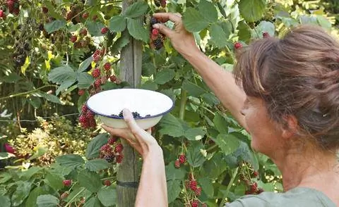 урожай ежевики