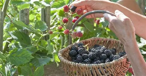 Ежевика: лучшие сорта для сада