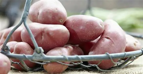 Красный картофель: лучшие сорта для огорода