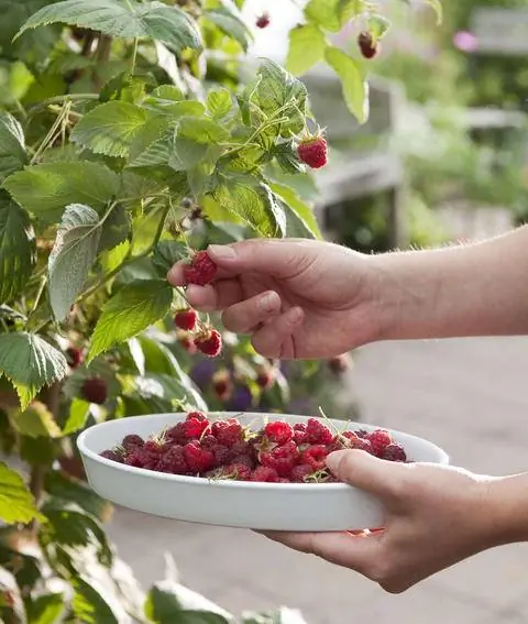 Собрать спелую малину