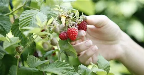 Сбор малины: советы по сбору и обработке